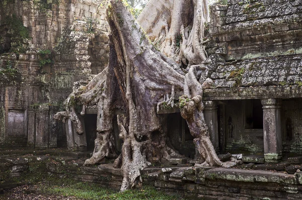 Árbol Spung en el Templo Preah Khan —  Fotos de Stock