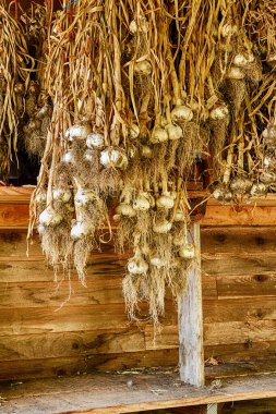 Washington 'da organik bir çiftlikteki kurutma hangarının çatısında kurumuş sarımsak soğanları asılı..