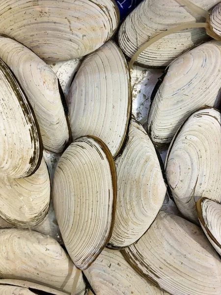 Fresh Clams Display Fish Market Kanazawa Japan — Stock Photo, Image