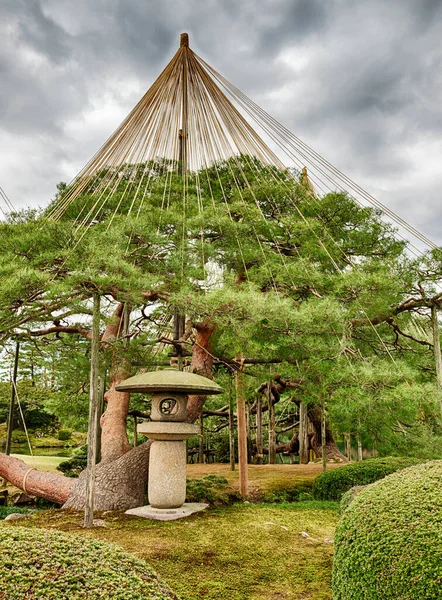 Kenrokuenské Zahradě Kanazawě Ochranu Stromů Před Hustým Sněhem Zimě Jsou — Stock fotografie