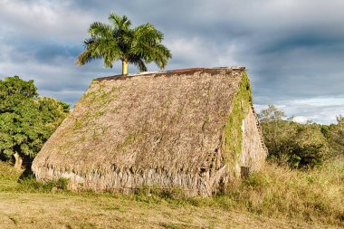 Çimenden yapılmış sazdan çatılı eski bir ahır, Küba 'nın Vinales bölgesindeki tütün kurutma kulübelerinin tipik bir örneğidir..