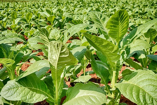 Uma Cena Fundo Natural Com Plantas Tabaco Jovens Crescendo Campo — Fotografia de Stock