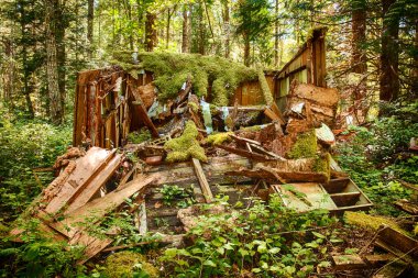 Eski bir orman kulübesi bir ormanda terk edilmiş ve yavaş yavaş Washington State yağmur ormanlarında çürür gibi çöktü.