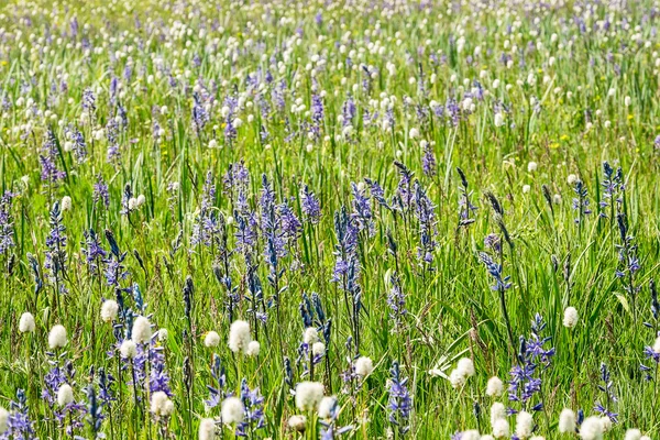 Flores Silvestres Azuis Lupinus Sericeus Flores Silvestres Brancas Polygonum Bistortoides — Fotografia de Stock