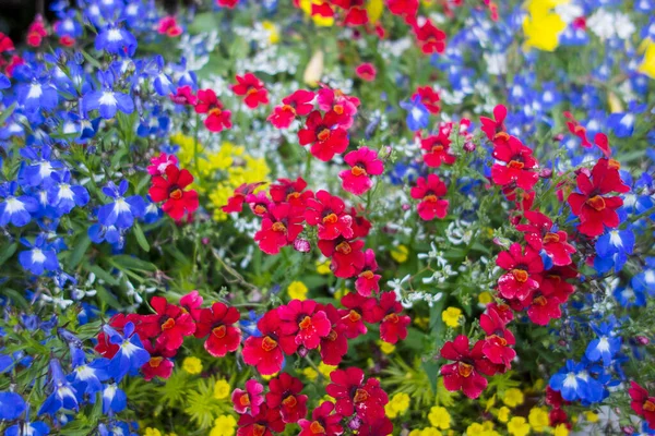 Canteiro Flores Jardim Formal Preenchido Com Petúnias Vermelhas Azuis Amarelas — Fotografia de Stock