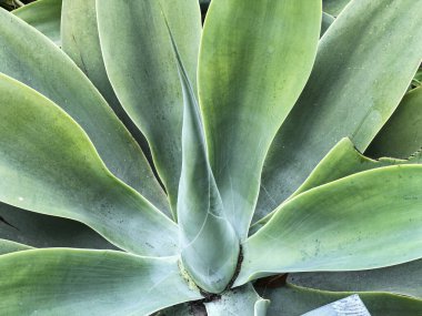 Bu sulu bitkinin merkezinde çiçek var..