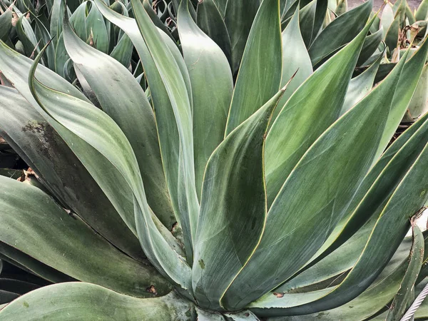 Succulent Plant Growing Public Gardens Santa Monica California — Stock Photo, Image