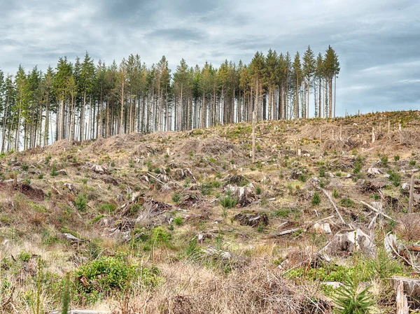 Uma Pequena Seção Árvores Fica Atrás Fatia Restante Uma Floresta — Fotografia de Stock