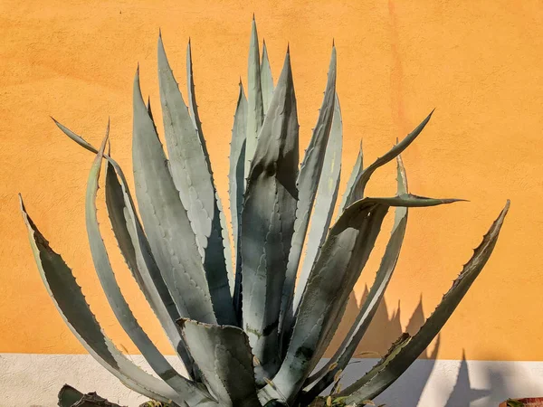 One succulent plant stands in a narrow planting strip before an orange stucco winery wall in Barbaresco, Italy.