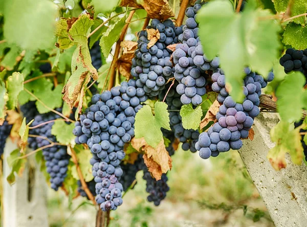 Dark Blue Skinned Barbera Grapes Ripe Ready Pick Vineyard Serralunga — Stock Photo, Image