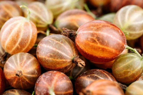 Gooseberry Harvest Una Cosecha Grosellas Maduras Bayas Grosella Roja Cerca —  Fotos de Stock