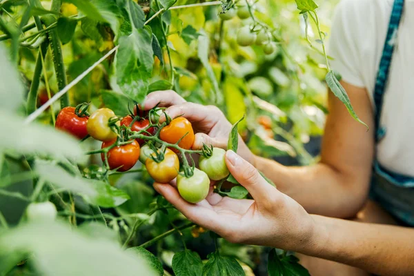 Farmář Čerstvá Rajčata Jídlo Zelenina Zemědělství — Stock fotografie