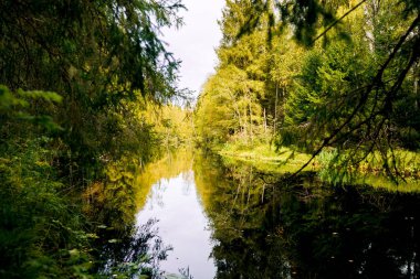 Dağ ormanında bir nehir. Doğanın bileşimi