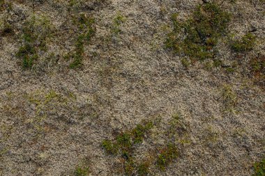 Gümüşi doğal bir geçmiş. Moss 'un yakın çekimi. Gri yosun mırıltıları. Bitki türleri.