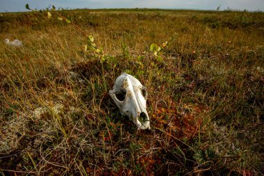 Sonsuz bir boşluğun ortasında yerde yatan bir hayvanın kafatası..
