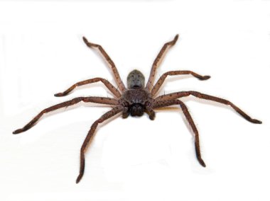 Huntsman örümcek