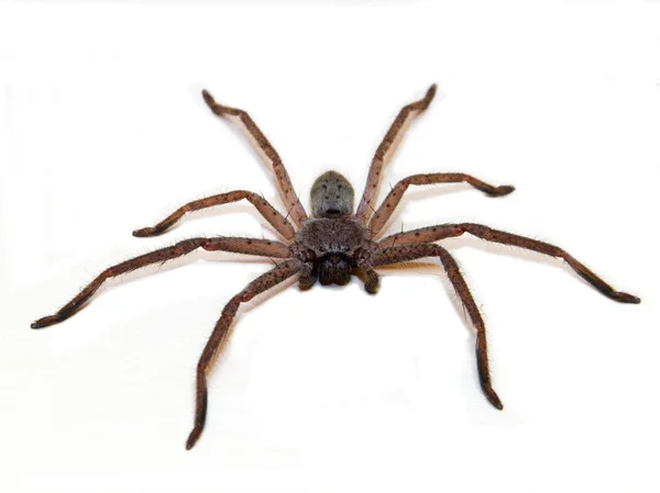 Jagdspinne — Stockfoto