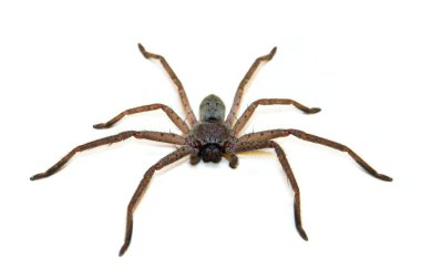 Huntsman örümcek