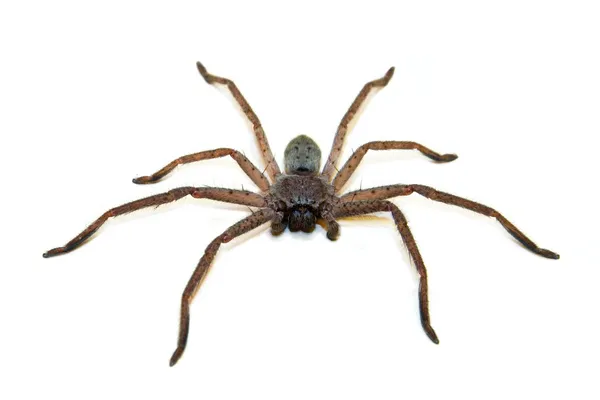 Cazador Spider — Foto de Stock