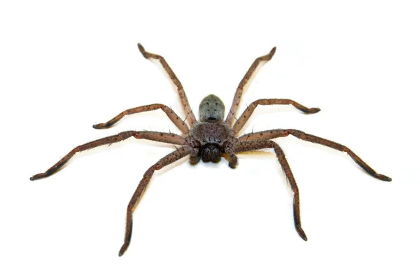 Huntsman Spider Stockbild
