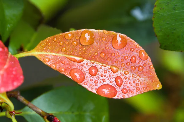 Leaf with water droplets — Stock Photo, Image