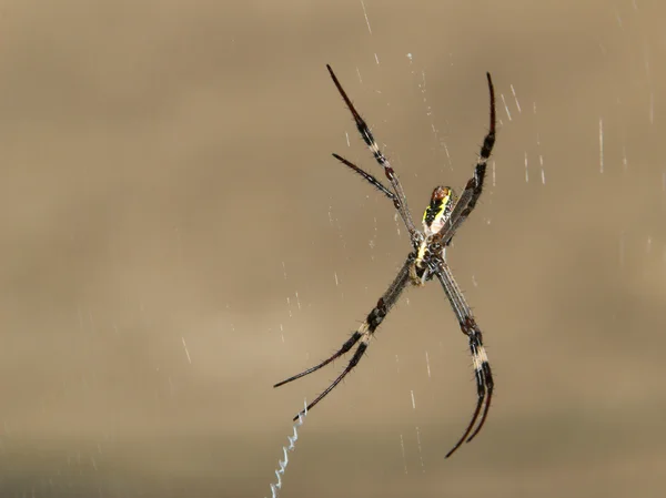 Araña tejedora de orbe — Foto de Stock