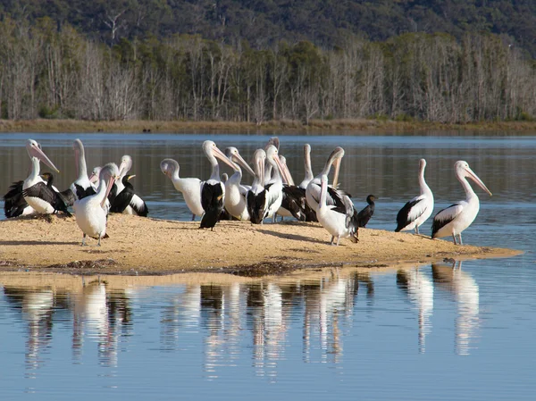 Pelicans on a sandbar — Stock Photo, Image