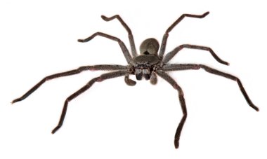 Catherine'in huntsman örümcek