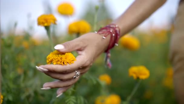 Primer plano de mano femenina bien arreglada tocando flores amarillas brillantes, caminando tranquilamente en el campo rural — Vídeo de stock