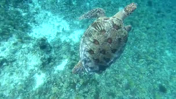 Wild turtle swimming in the ocean underwater, animal freedom, and beauty in aquatic nature, deep diving — Stock Video