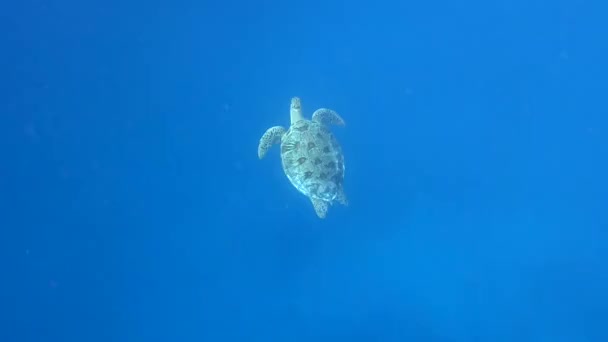 Υποβρύχια θαλάσσια και ωκεάνια ζωή της εκπληκτικής χελώνας, ομορφιά στη θαλάσσια φύση, καταδύσεις με θαλάσσια ζώα — Αρχείο Βίντεο