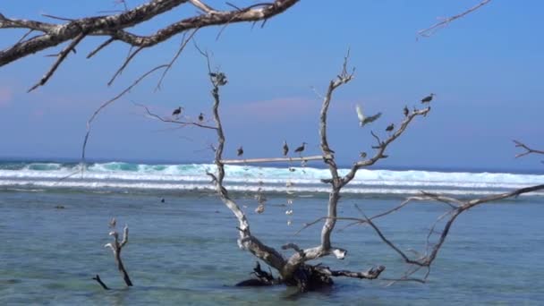 Paisagem pacífica vista sobre as aves gaivotas sentado e voando sobre os galhos de árvores na água, costa ondulada do oceano — Vídeo de Stock