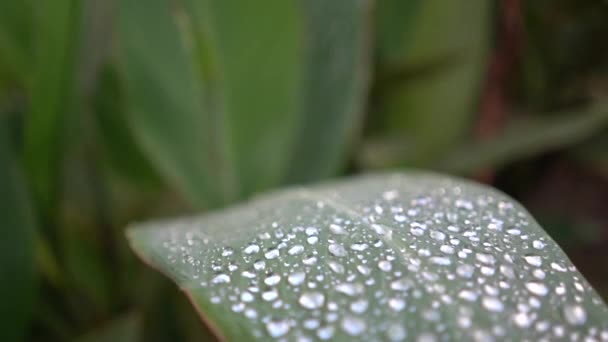 Close-up van tropisch groen blad bedekt met dauw, 's morgens frisheid in de natuur omgeving, kruiden landbouw — Stockvideo