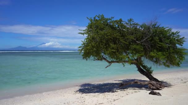 Tranquil scene view of a small tree on the sea shore with a stunning turquoise island nature background — Stock Video