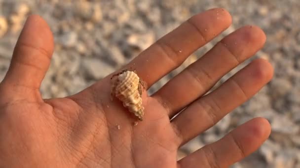 Primo piano della mano umana che tiene piccolo simpatico granchio eremita in una conchiglia sulla riva soleggiata dell'oceano, creatura acquatica selvatica — Video Stock