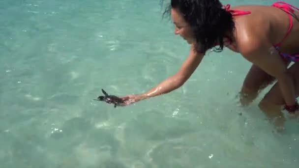 Boldog mosolygós nő kezében kis aranyos teknős a vad óceán partján, víz alatti úszás, veszélyeztetett lény — Stock videók