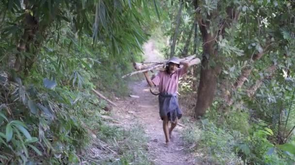 Antiguo agricultor asiático llevando leña a través de la ruta del bosque tropical, rutina rural indígena, Ubud - Indonesia - 2021 — Vídeo de stock