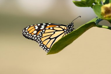monarch kelebek