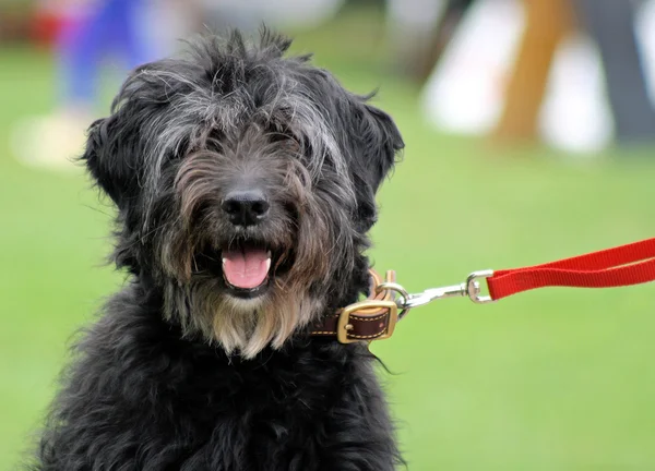 Cão peludo — Fotografia de Stock