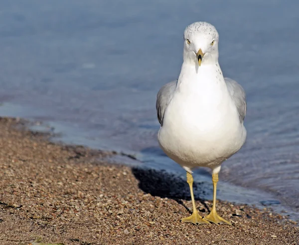Seagull op strand — Stockfoto