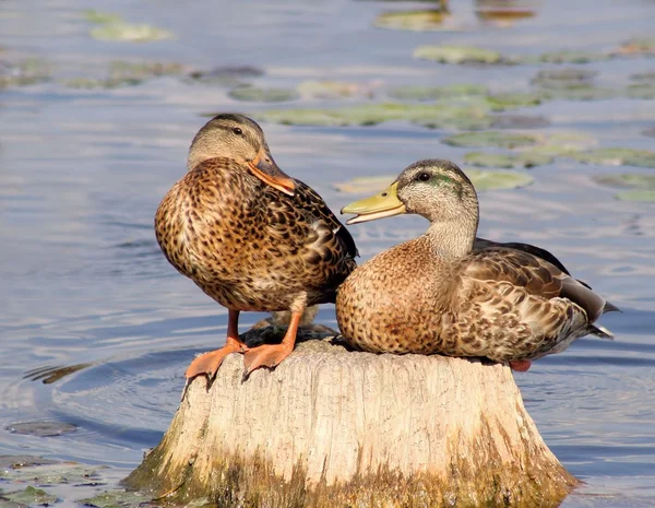 Die sprechenden Enten — Stockfoto