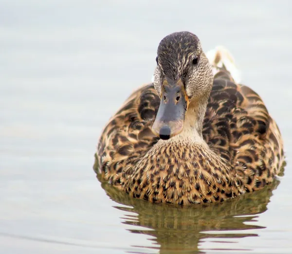 Pato-de-bico — Fotografia de Stock