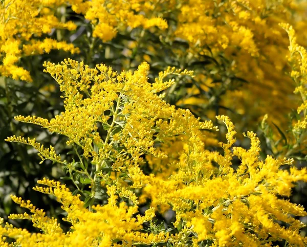 Haste dourada - Também uma planta medicinal — Fotografia de Stock