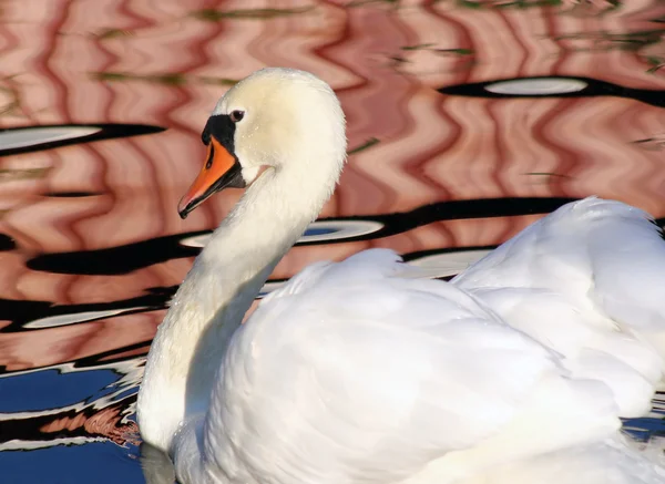 美しい白鳥 — ストック写真