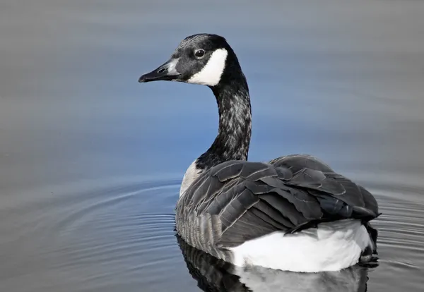 The Canada Goose — стокове фото