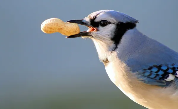 # Blue Jay # — Foto Stock