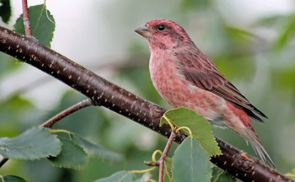 El pino Grosbeak - de la familia Finch —  Fotos de Stock