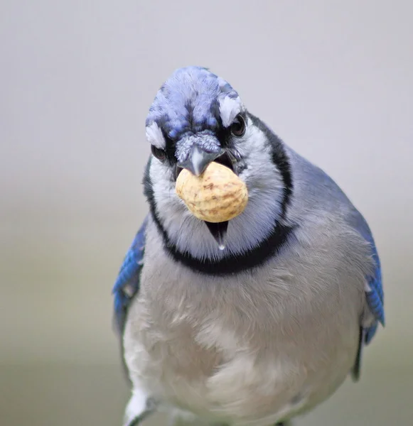 Blue jay — Stockfoto