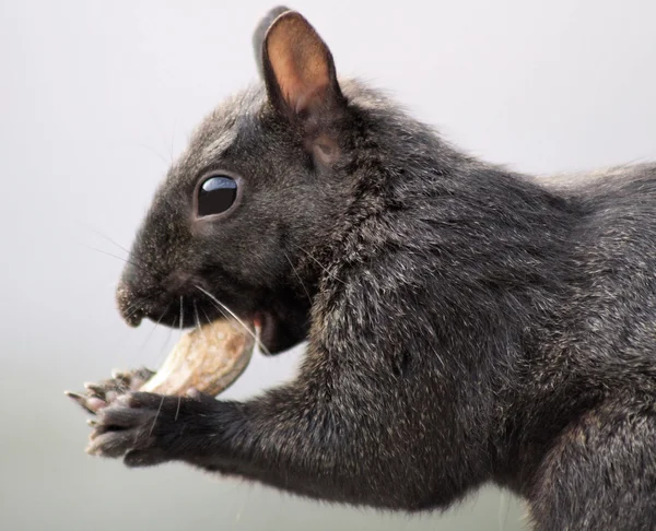 Squirrel — Stock Photo, Image