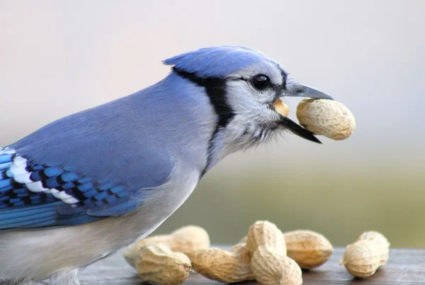 Gaio azul — Fotografia de Stock